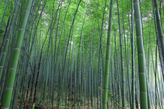 竹林