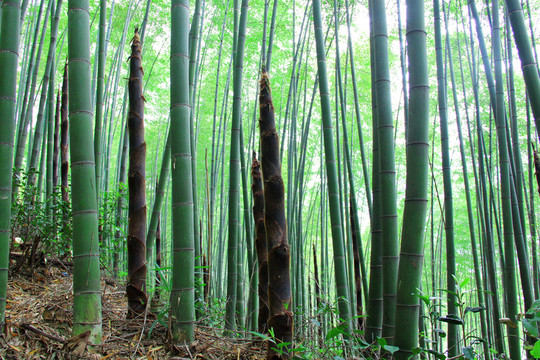 竹林