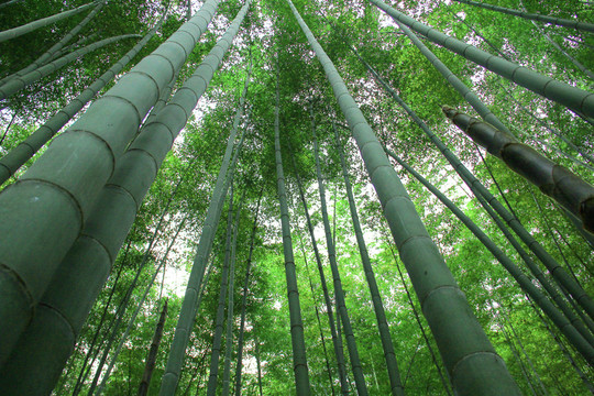 竹林