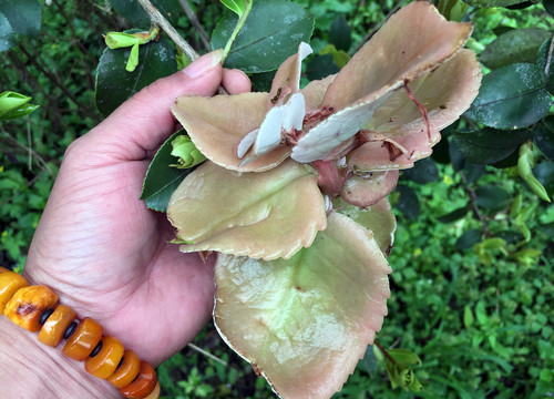 茶苞