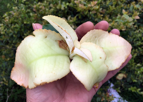 茶苞