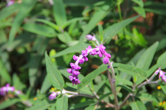 薰衣草