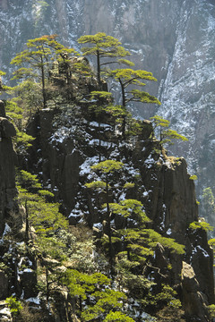 高高山峰松林