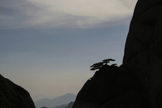 山巔迎客松剪影