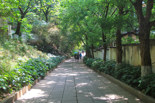 陽光樹林石板路