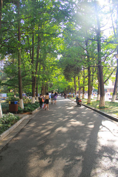 陽光樹林