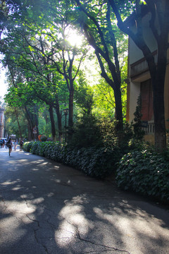 陽光樹林
