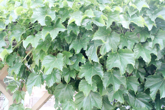 爬山虎