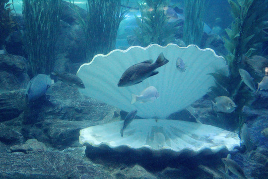 海底世界 珍珠母貝