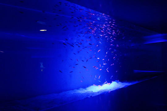 魚(yú)