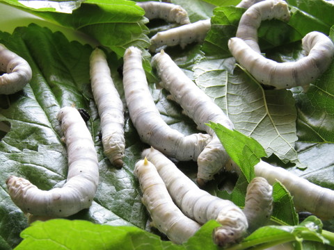 養(yǎng)蠶