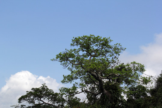 樹(shù)與天空