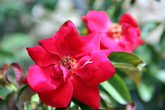 玫瑰花