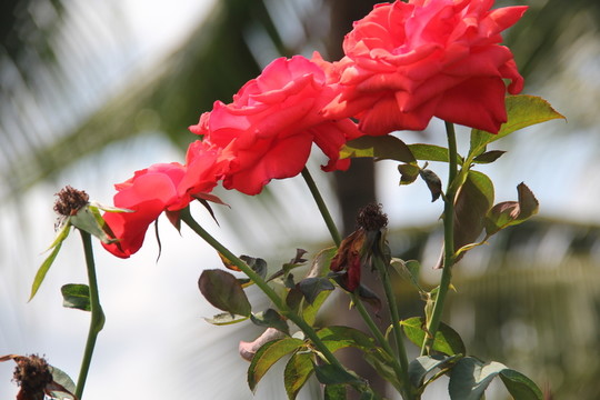 紅玫瑰花