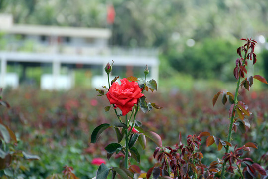 紅玫瑰花