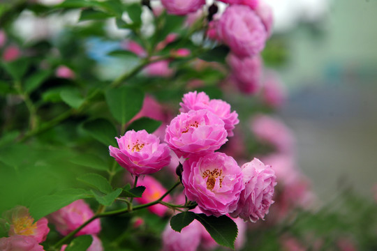 月季花  紅色花