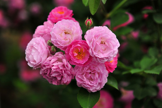 薔薇花  薔薇  紅花