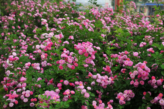花墻  花背景