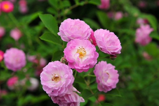 薔薇  花海
