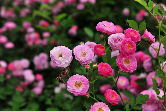薔薇花  薔薇  紅花