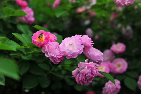 鮮花  花草