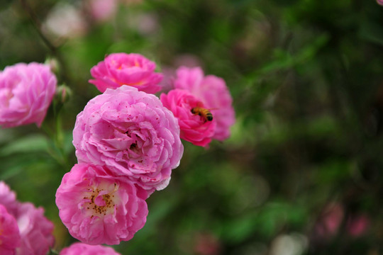 鮮花 月季