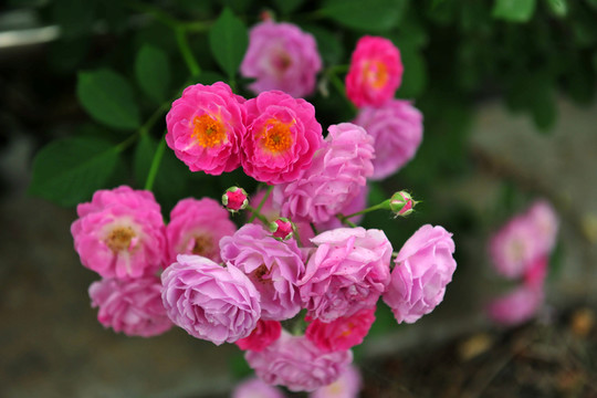 紅花  月季花