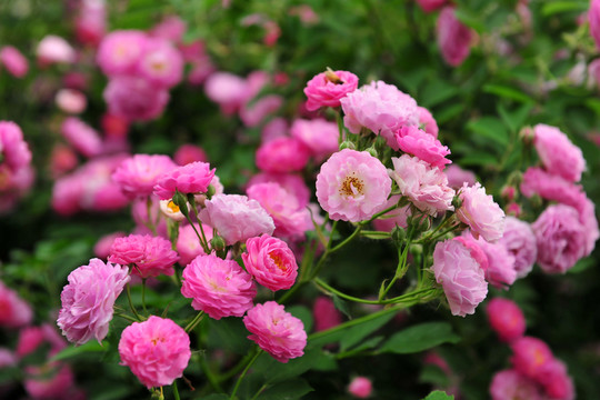 鮮花  綠化帶