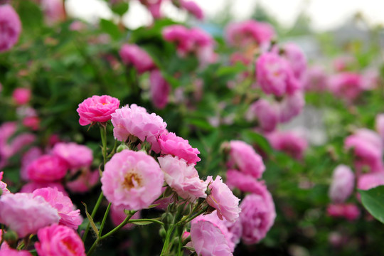 薔薇花  花海  紅花  公園