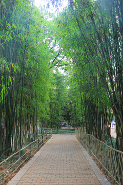 竹林小道
