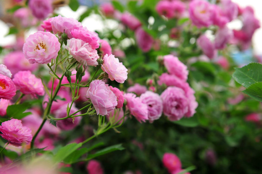 綠化帶  薔薇花