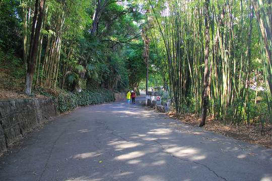 竹林小道