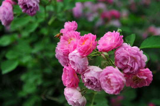 薔薇  鮮花