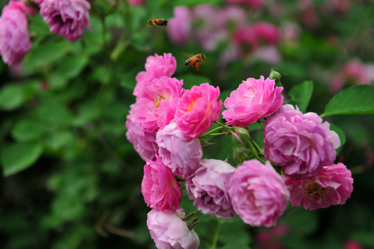 鮮花  薔薇花