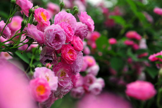 月季花  花園