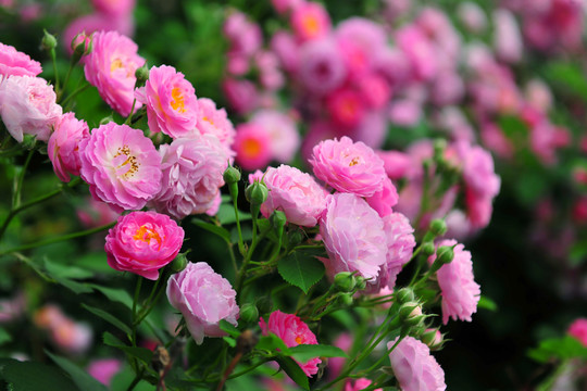 花園