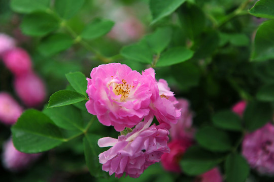 薔薇
