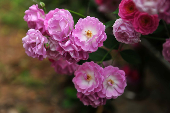 薔薇