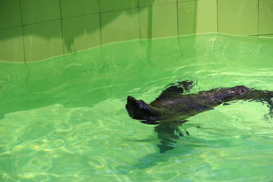 海獅