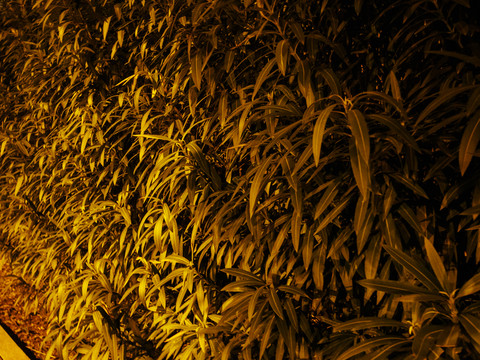 夜色里的長青植物