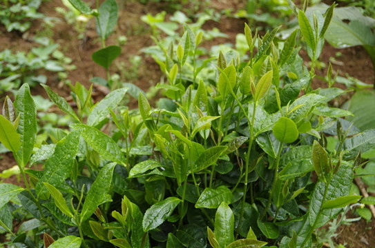綠茶