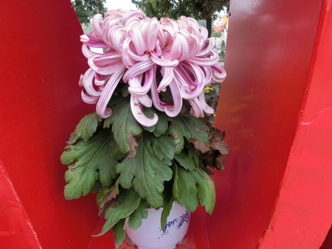 菊花
