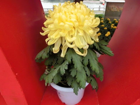 菊花