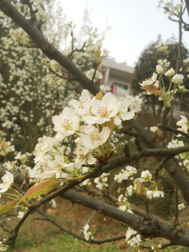 農(nóng)村桃樹
