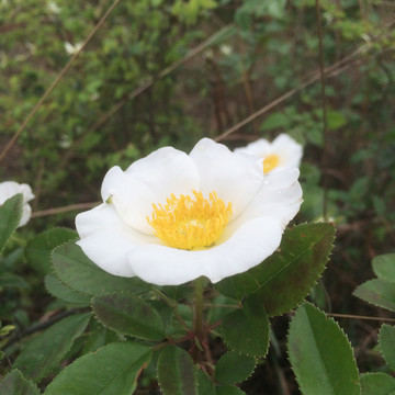 花朵