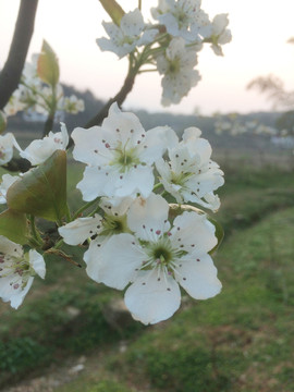 白桃花