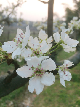 農(nóng)村桃花樹