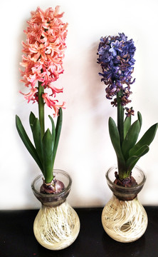 水仙花