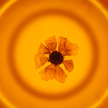 雪菊