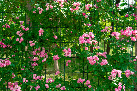 薔薇花